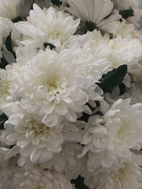 White Chrysanthemum Bouquet, Chrysanthemum Bouquet, White Carnations, Cherry Brandy, White Chrysanthemum, Beautiful Poetry, Fall Flowers, Chrysanthemum, Travel Aesthetic