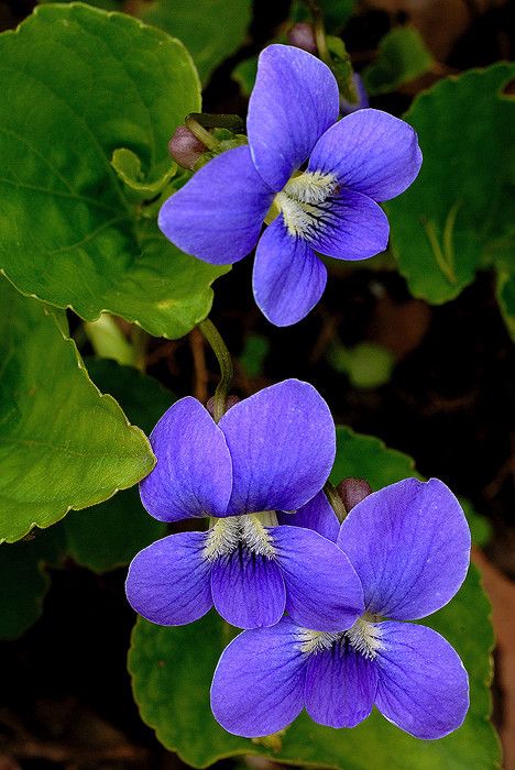 Purple Colour Flowers, Sweet Violets, Trendy Flowers, Violet Flower, Beautiful Flowers Pictures, African Violets, Blue Violet, Flower Beauty, Flower Images