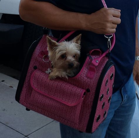 Chloe being carried by Daddy :) #Yorkie #Yorkshire Terrier #Puppy Purse Puppy Purse, Yorkshire Terrier Teacup, Yorkshire Terrier Haircut, Yorkshire Terrier Puppy, Yorkie Moms, Yorkie Terrier, Silky Terrier, Teacup Yorkie, Yorkie Poo