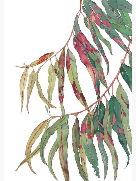 "A touch of red - watercolour of eucalyptus branch" Poster by zoyamakarova | Redbubble Flora Patterns, Australian Nature, Gum Leaves, Tree Poster, Eucalyptus Green, Australian Native Flowers, Art 2024, Eucalyptus Branches, Nature Watercolor