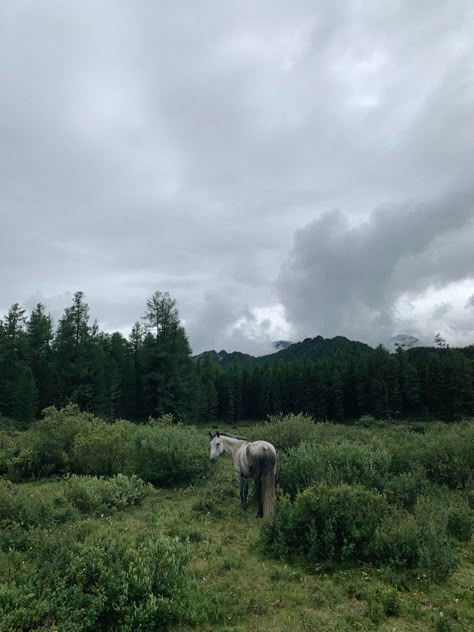 Cottagecore Horse Aesthetic, Cottage Core Horses, Horse Riding Forest, Horse In Forest, Horse Nature Aesthetic, Equestrian Aesthetic, Horse Aesthetic, All About Horses, Curious Creatures