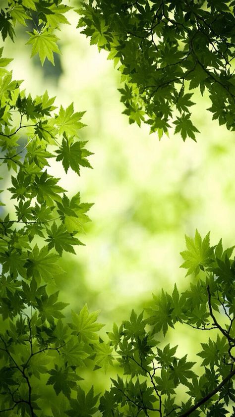 Green Nature Wallpaper, Spring Scenery, Nature Iphone Wallpaper, Wallpaper Nature Flowers, Best Background Images, Beautiful Flowers Wallpapers, Beautiful Landscape Wallpaper, Beautiful Photos Of Nature, Maple Leaves