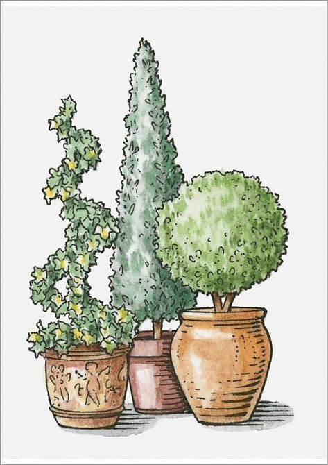 Topiary Plants, Illustration Simple, Watercolor Plants, Paper Illustration, Pot Plant, Print Illustration, Poster Size Prints, Plant Drawing, Plant Illustration