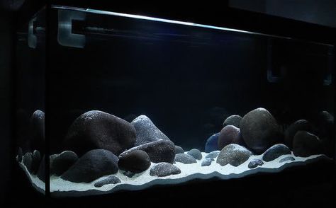 Click this image to show the full-size version. African Cichlid Tank, Saltwater Aquarium Setup, Biotope Aquarium, Goldfish Aquarium, Cichlid Aquarium, Fish Aquarium Decorations, Fish Tank Themes, Taman Air, Goldfish Tank