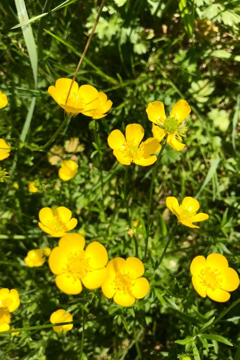 Yellow buttercup flowers in the sun. Buttercup Flowers Tattoo, Yellow Buttercup Flowers, Tiny Yellow Flowers, Buttercups Flowers Aesthetic, Buttercup Aesthetic Flower, Buttercup Flower Aesthetic, Buttercups Aesthetic, Buttercups Flower, Meaning Of Yellow