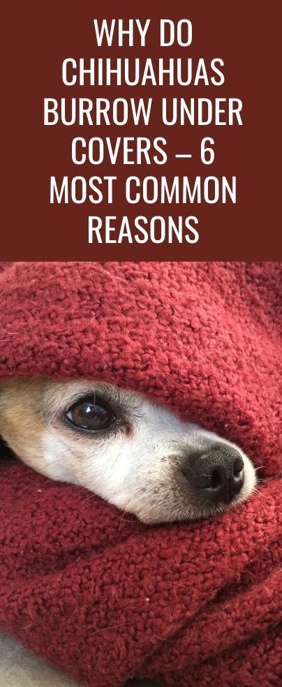 Has your dog’s snuggling led to you asking why do Chihuahuas burrow under covers? If yes, then this feature has all the answers you need! Chihuahua Quotes Funny, Chihuahuas Funny, Chiwawa Chihuahuas, Chihuahua Dogs Funny, Chiweenie Puppy, Funny Chihuahua Pictures, Chiwawa Puppies, Deer Chihuahua, Chiwawa Dog