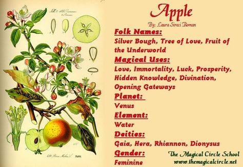 Magical Properties Of - Apple Magical Circle, Magickal Herbs, Witch Herbs, Green Witchcraft, Witch Garden, Magic Herbs, Kitchen Witchery, Magical Herbs, Hedge Witch