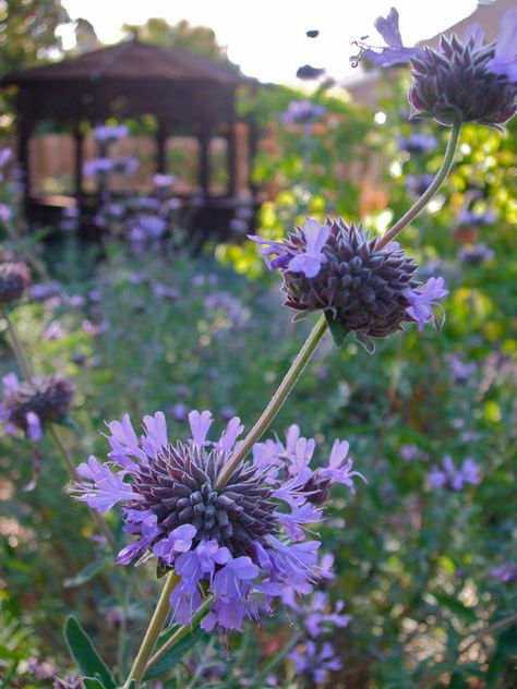 Cleveland Sage, Edgers Landscape, Colorado Gardening, Colorado Garden, California Native Garden, California Plants, Drought Tolerant Garden, Drought Tolerant Landscape, Landscaping Retaining Walls