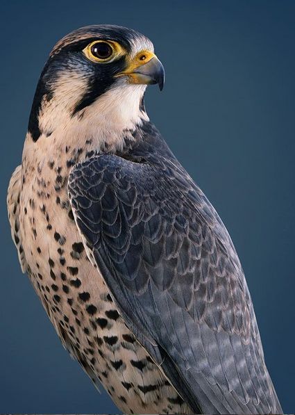 Peregrine Falcon Perigren Falcon, Paragrine Falcon, Peregrine Falcon Photography, Peregrine Falcon Aesthetic, Peregrine Falcon Tattoo, Falcon Aesthetic, Falcon Peregrine, Falcon Photography, Pygmy Falcon