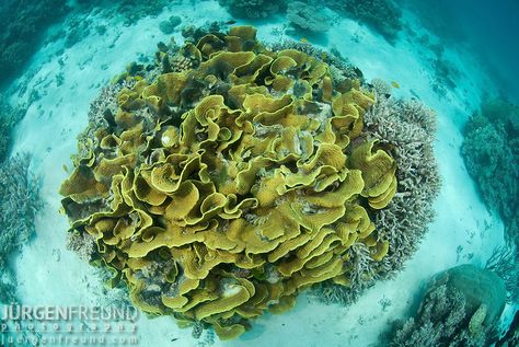 Lettuce Coral, Creative Pattern, Great Barrier Reef, Ocean Life, Coral Reef, Lettuce, Coral, Pattern