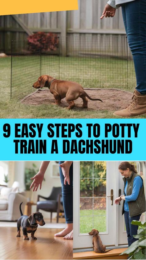 9 Easy Steps To Potty Train A Dachshund Potty Training Dachshunds, Training A Dachshund Puppy, Dachshund Puppy Training, Dapple Dachshund Puppy, Dachshund Training, Dachshund Dogs, Dog Potty Training, Potty Train, Potty Training Puppy