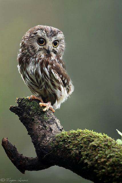 Hold on Baby Owls, Saw Whet Owl, Owl Photos, Owl Pictures, Animale Rare, Beautiful Owl, Owl Lovers, Owl Bird, Haiwan Peliharaan