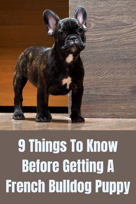 How To Train A French Bulldog Puppy, Puppy French Bulldog, Adult French Bulldog, Merle French Bulldog Puppy, Frenchy Puppy, French Puppy, Frenchies Puppies, French Bulldog Full Grown, French Bulldog Breeders