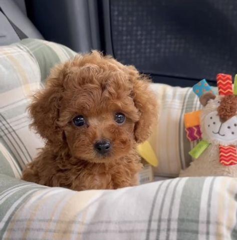 Cute Fluffy Puppies, Cute Small Dogs, Puppy Mom, Cute Dogs Images, Toy Poodle Puppies, Super Cute Puppies, Fluffy Puppies, Cute Animals Puppies, Really Cute Dogs