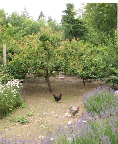 Chicken Yard, Orchard Design, Orchard Garden, Chicken Garden, Farmhouse Garden, Garden Tours, Fruit Garden, A Chicken, Farm Gardens