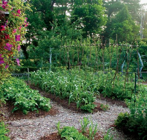 Autumn Notebook, Veggie Garden Design, Breadseed Poppy, How To Plant Carrots, Fine Gardening Magazine, Allotment Gardening, More Veggies, Garden Plots, Fine Gardening