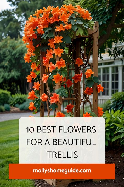 Discover a variety of beautiful flowering vines that are perfect for trellises and pergolas. Explore the best flowers for trellis, including fast-growing options to enhance your outdoor space. Get inspired with unique trellis ideas and designs to create a stunning vertical garden display. Transform your garden with climbing flowers and vines for trellis, adding color and charm to your landscape. Flower Garden Trellis Ideas Climbing Vines, Pergolas, Wall Trellis Ideas Climbing Flowers, Garden Vines Trellis, Plants That Climb, Wood Trellis Ideas Diy Climbing Vines, Trellis Flowers Ideas, Trellis With Flowers, Trellis Roses Climbing