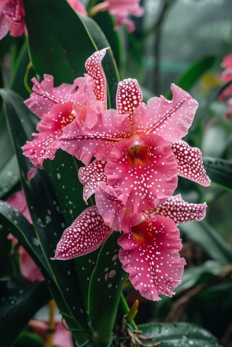 Toxic Flowers, Exotic Aesthetic, Very Beautiful Flowers, Landform, Strange Flowers, Rare Orchids, Cattleya Orchid, Exotic Orchids, Orchids Garden