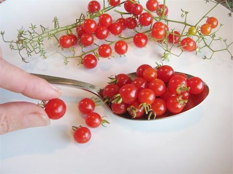 Spoon Tomato Plant, Spoon Tomatoes, Basil Herb, Growing Organic Vegetables, Rare Seeds, Thai Basil, Small Tomatoes, Red Tomato, Heirloom Vegetables