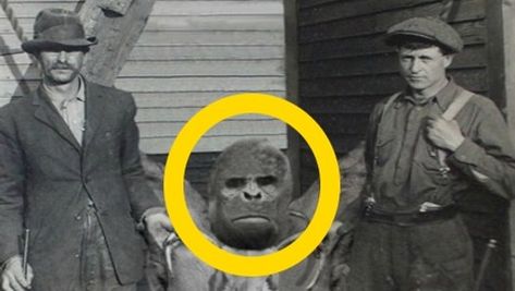 Recent Bigfoot Sightings, Real Bigfoot Pictures, Mysterious Photos, Bigfoot Video, Real Bigfoot, Sasquatch Sightings, Bigfoot Pictures, Bigfoot Art, Legendary Monsters