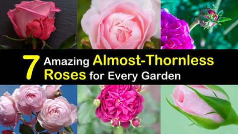 7 Amazing Almost-Thornless Roses for Every Garden Thornless Roses, Roses Garden Care, Tall Shrubs, Austin Rose, List Of Flowers, Types Of Roses, Shrub Roses, Growing Roses, David Austin Roses