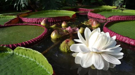 Scientists discover a new species of giant water lily that can grow up to 3 metres wide | CBC Radio Victoria Amazonica, Giant Water Lily, Forest Habitat, Lily Plants, Plant Science, Big Leaves, Kew Gardens, Picture Credit, Plant Species