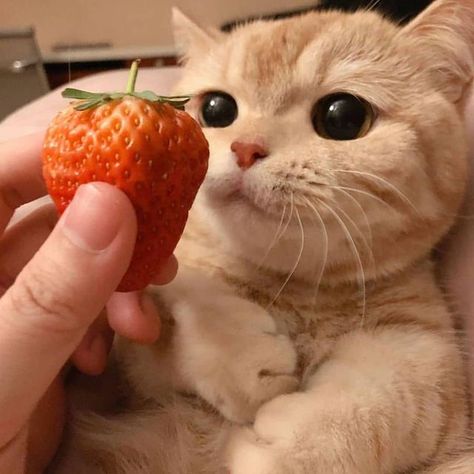 Strawberry Cat, A Cat, On Instagram, Instagram