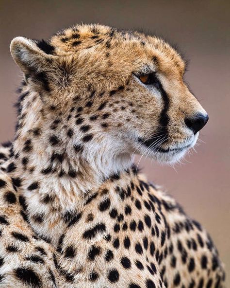 Termite Mound, Cheetah Pictures, National Geographic Wild, Nat Geo Wild, African Cats, Cheetah Face, Cat Mandala, Scared Cat, Cute Cat Drawing