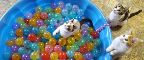 Ball Pit For Cats, Ball Pits, Big Cat Rescue, Cat And Dog Videos, Cat Ball, Cute Kitten Gif, Kitten Gif, Kittens Playing, Funny Cats And Dogs