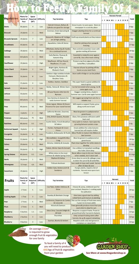 Victory Garden Plans, Beet Plant, Survival Garden, Garden Prepping, Vegetables To Grow, Vegetable Garden Planning, A Family Of Four, Victory Garden, Survival Gardening