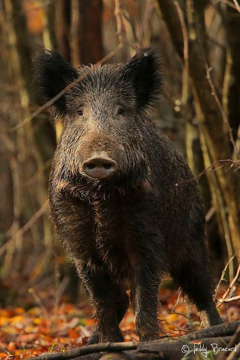 Aesthetic Wildlife, European Wildlife, Boar Hunting, Tier Tattoo, Tattoo Nature, Animals Tattoo, Wild Pig, Wild Hog, Interesting Animals