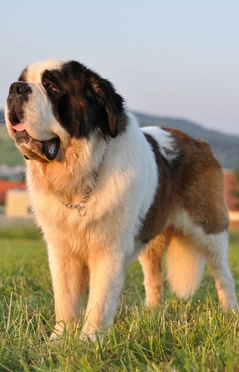 Massive Dogs, Big Fluffy Dogs, Saint Bernard (dog), St Bernards, Saint Bernards, Smartest Dog Breeds, St Bernard Puppy, Tallest Dog, Big Dog Breeds