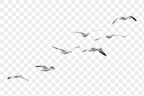 Seagull Illustration, Flying Seagull, Sticker Transparent Background, Seagulls Flying, Bird Flying, Sticker Transparent, Border Png, Flying Birds, Flock Of Birds