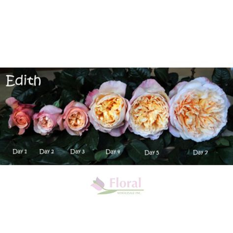 Garden Rose, Edith (David Austin) - Old Gold/Peach - Potomac Floral Wholesale Old English Roses, Austin Rose, Garden Rose, David Austin, English Roses, Silver Spring, Old English, Large Flowers, My Flower