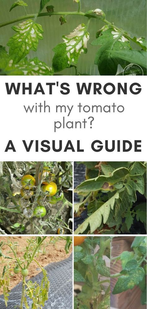 If you’ve ever grown tomatoes before, you’re probably familiar with tomato leaf problems. You might have noticed your tomato plant leaves turning yellow, brown, or getting spots. SO WHAT CAUSES THESE TOMATO PLANT PROBLEMS? We all love the flavor of a home Tomato Leaf Problems, Tomato Plant Diseases, Tomato Diseases, Tomatoes Plants Problems, Tanaman Tomat, Tomato Problems, Plant Leaves Turning Yellow, Tomato Leaves, Compost Container