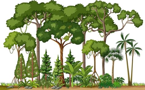 Herbs, Trees, Rainforest Background, Rainforest Trees, Tree Drawing, Vector Art, Plant Leaves, White Background, This Is Us