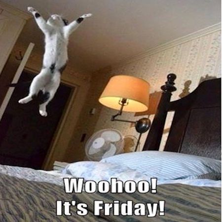 Woohoo It's Friday quotes quote cat friday happy friday tgif days of the week friday quotes its friday Söt Katt, Funny Animal Quotes, Funny Cat Pictures, Animal Quotes, Funny Animal Pictures, Nap Time, Animal Memes, Bones Funny, Crazy Cats