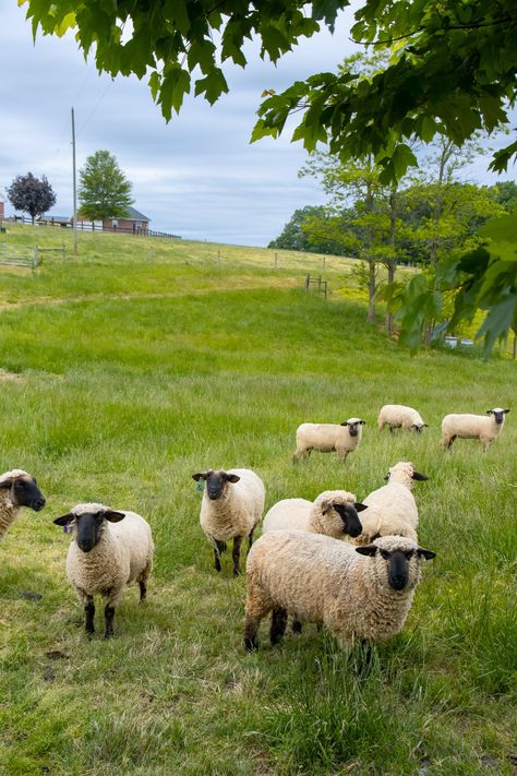 White Sheep on Green Grass Field · Free Stock Photo Sheep Field Aesthetic, Sheep Grazing Fields, Sheep Photos, Sheep Wallpaper, Sheep Pictures, Sheep Paintings, Home Feeling, Sheep Art, Watering Hole