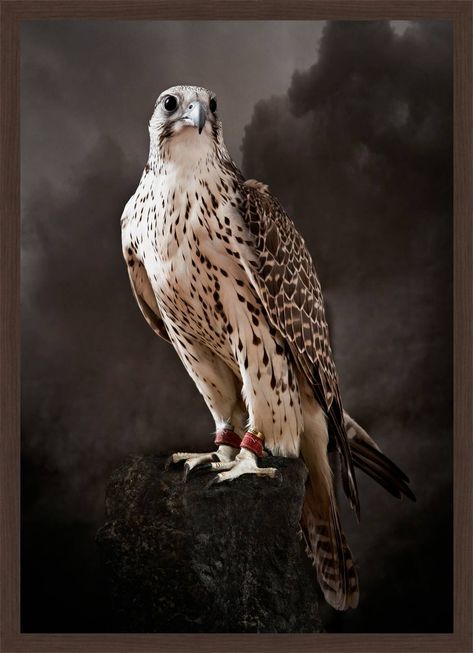 Cai Arabi, Falcon Art, Eagle Pictures, Albino Animals, Bird Pictures, Bird Drawings, Colorful Birds, Animal Wallpaper, Birds Of Prey