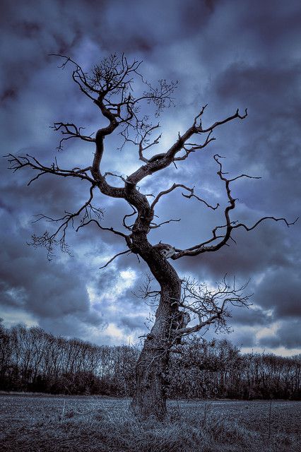 Lone Tree Photography, Dead Tree, Beautiful Trees, Lone Tree, Tree Photography, Sleepy Hollow, Tree Hugger, Nature Tree, Tree Forest