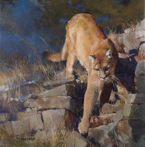 Tamara Callens, Portrait of a Mountain Lion, oil, 20 x 20. Cougar Art, Mountain Lions, North American Wildlife, Lion Painting, Big Cats Art, Pastel Paintings, Wildlife Paintings, Mountain Lion, Wildlife Artists