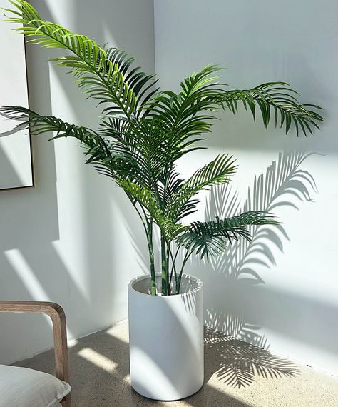 Moroccan White Tube Planter White Pot Plants Indoor, Big Home Plants, Artificial Potted Plants Indoor, Coastal Indoor Plants, Palm Tree Indoor Plant, Coastal Plants, Medium House, Indoor Tropical Plants, Tattoo Plant