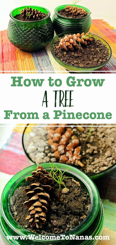 Pine Cone Crafts, Growing A Pinecone, Pine Cone Seeds, Gardening Kit Gift, Elf Birthday, Pine Seeds, Pine Cone Tree, Pine Cone Christmas Tree, Cone Trees