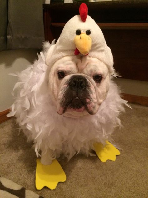 . Dog Chicken Costume, Bulldog Halloween Costumes, Dog Halloween Outfits, Bulldog Costume, Chicken Halloween, Cute Dog Costumes, Funny Bulldog, Dog Costumes Funny, Cute Bulldog Puppies