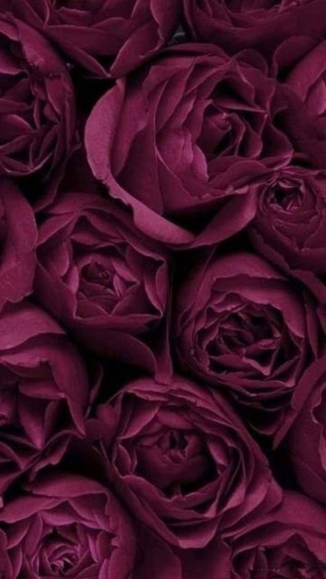 Red Violet Aesthetic, Violet Aesthetic, Beautiful Wallpapers For Iphone, Midnight Garden, Red Violet, Rose Arrangements, Wine Colored, New Wallpaper, Flower Pictures