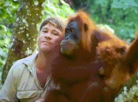 Steve Irwin Day GIF - Find & Share on GIPHY Steve Irwin Tattoo Ideas, Robert Irwin No Shirt, Zoology Career, Steve And Terri Irwin, Steve Irwin Day, Steve Urkel Gif, Australia Zoo Steve Irwin, Irwin Family, Crocodile Hunter