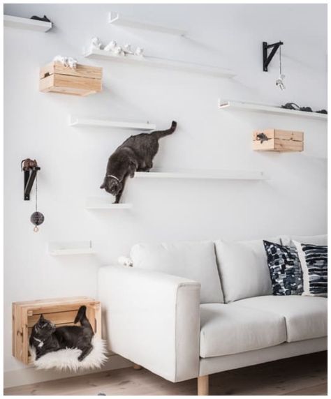 Ikea Cat Bed, Ikea Hacks For Cats, Diy Cat Shelves, Ikea Cat, Ikea Picture Ledge, Katt Diy, Cat Climbing Wall, Katt Grejer, Kat Diy