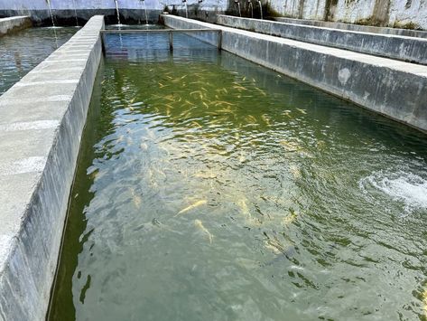 Countless trout fishes swimming in fish hatchery in swat, Pakistan stock photos Fishes Swimming, Swat Pakistan, Fish Hatchery, Boy Fishing, Fish Swimming, Pakistan, Stock Images, Swimming, California