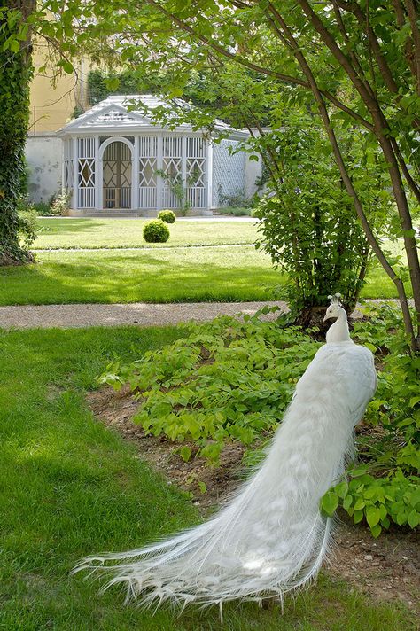 White peacock Albino Peacock, Peacock And Peahen, Peacock Pictures, White Peacock, Peacock Wedding, Colorful Birds, Peacocks, Beautiful Creatures, Nature Beauty