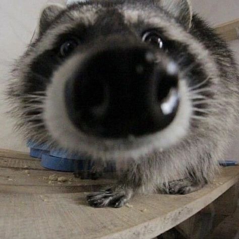 Cutest Raccoons on Instagram: “Big Nose 🦝 . . . . Via UNKNOWN ( dm for credit/ removal)” Image Joker, Pet Raccoon, Cute Raccoon, Raccoon Funny, Trash Panda, Silly Animals, Racoon, Cute Creatures, Funny Animal Pictures